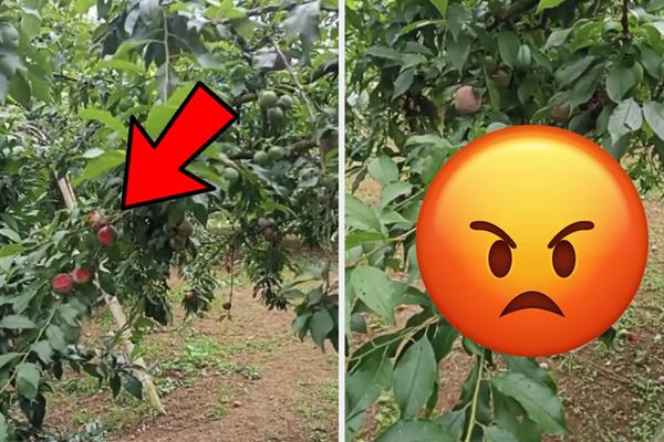 Bức xúc trước cảnh người mẹ vô tư để con nhỏ nghịch phá đồ đạc trong nhà hàng-5