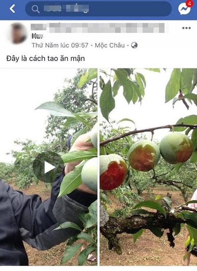 Vào vườn mận tham quan, nhóm bạn trẻ gây ức chế vì khoe chiến tích phá hoại-5