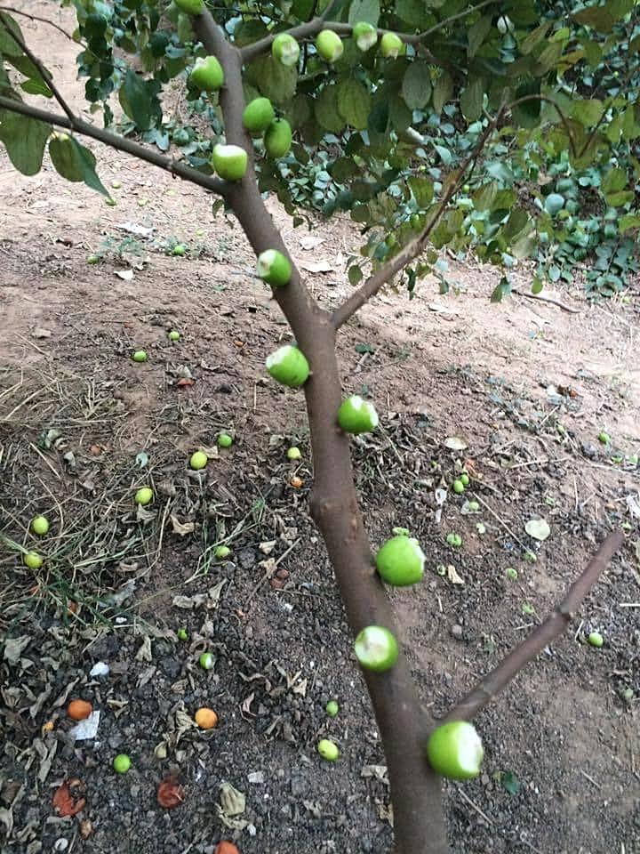 Vào vườn mận tham quan, nhóm bạn trẻ gây ức chế vì khoe chiến tích phá hoại-4