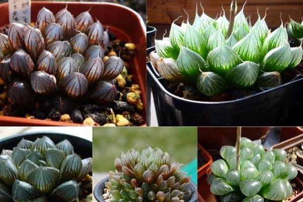 Cuối tuần, những con giáp vượng vận quý nhân, ở nhà cũng có tiền-4