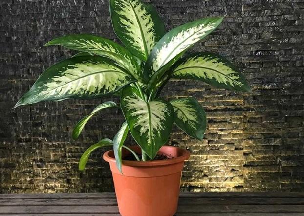 12 con giáp nên trồng loại cây nào để may mắn, vượng tài?-2