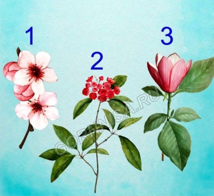 Bông hoa yêu thích nhất sẽ tiết lộ tài năng tiềm ẩn của bạn-1