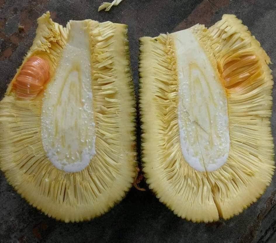 Hí hửng với trái mít sạch nhà trồng, đến khi bổ ra khổ chủ chết lặng-6