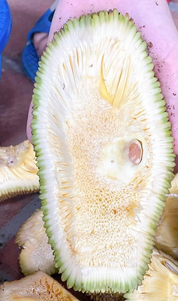 Hí hửng với trái mít sạch nhà trồng, đến khi bổ ra khổ chủ chết lặng-7