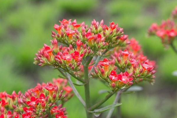 Những loài cây trong lành, đem đến may mắn và tài lộc cho 12 chòm sao-4