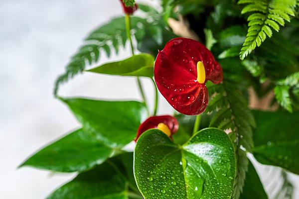 Những loài cây trong lành, đem đến may mắn và tài lộc cho 12 chòm sao-8