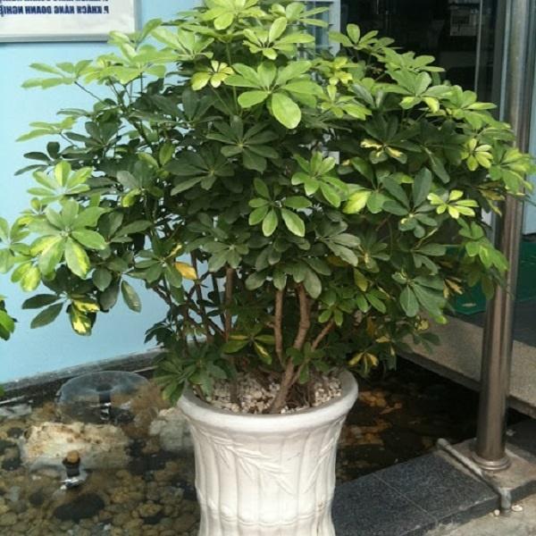 Người giàu ít khi hé lộ: 6 loại cây cứ trồng trước nhà sẽ may mắn liên tục-2