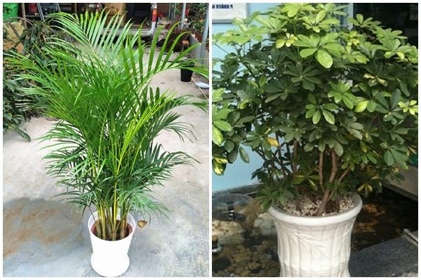 Những cung hoàng đạo số hưởng, sinh ra có bố mẹ giàu, trải thảm đỏ bước đi-4