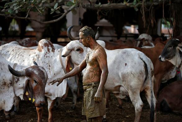 Hết vía cách chữa Covid-19 ở Ấn Độ: Trát phân bò, càng nhiều càng tốt-3