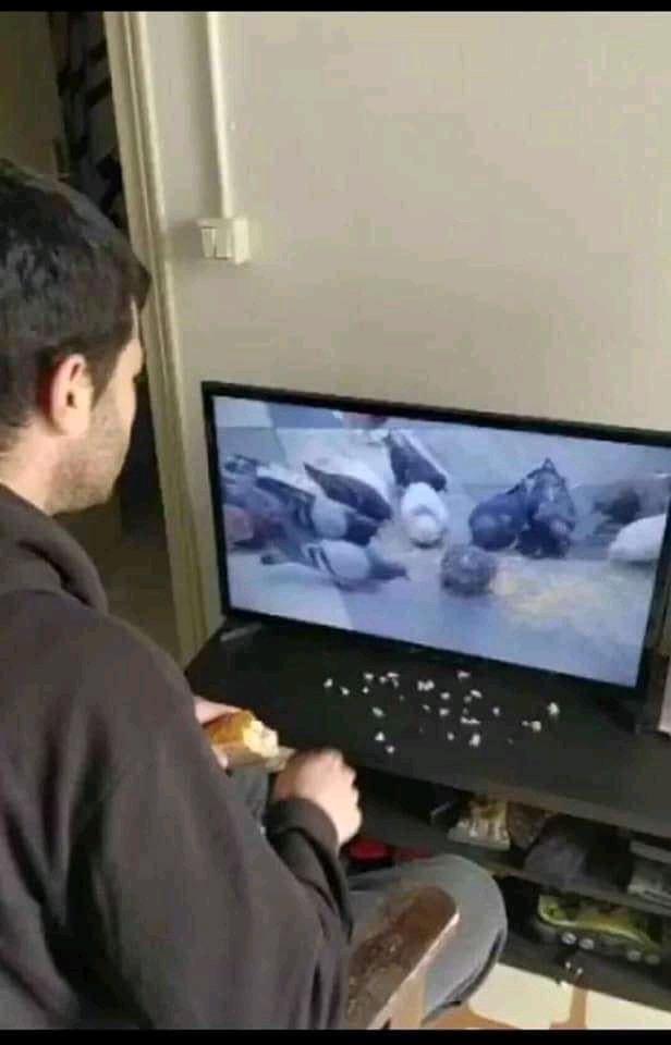 Chim bồ câu ơi, đói chưa, cho ăn nhé!