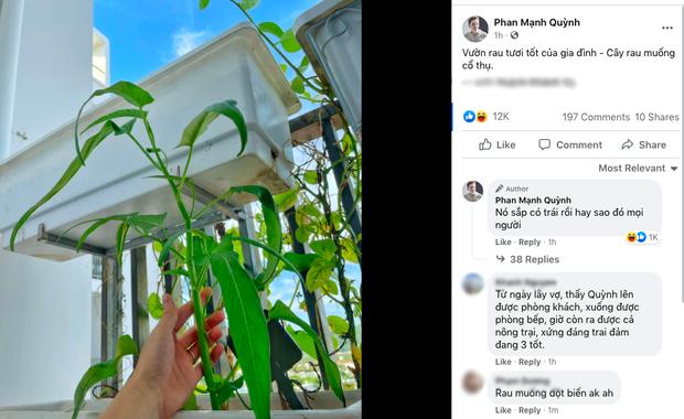 Phan Mạnh Quỳnh khoe cây rau muống cổ thụ trong vườn nhà với hình dáng lạ-1