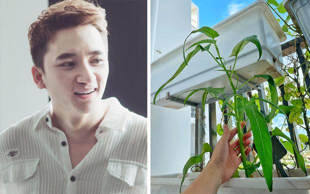 Phan Mạnh Quỳnh khoe cây rau muống cổ thụ trong vườn nhà với hình dáng lạ-2