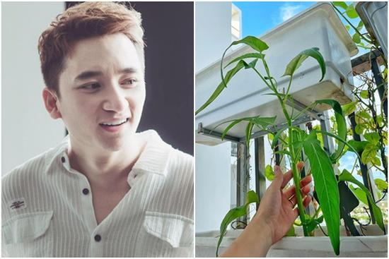 Phan Mạnh Quỳnh khoe cây rau muống 'cổ thụ' trong vườn nhà với hình dáng lạ