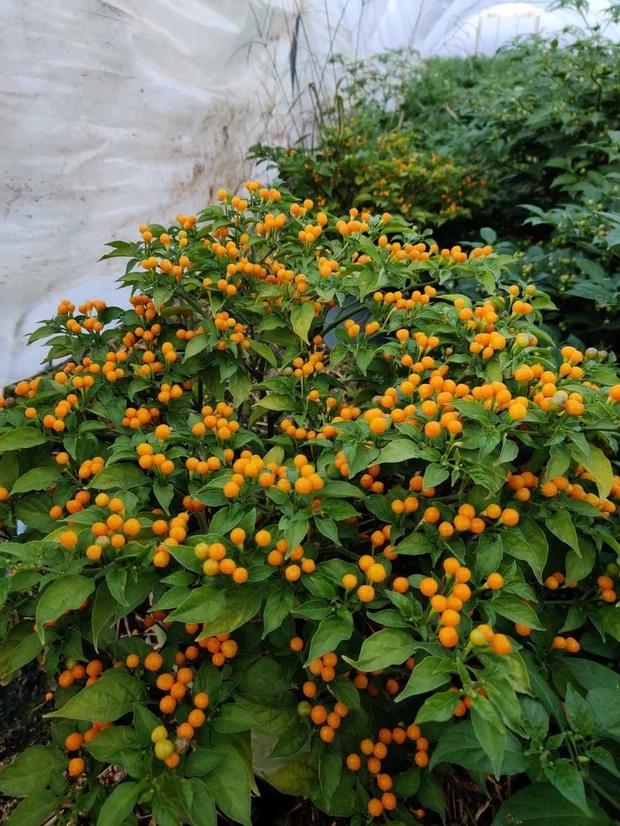 Có 3 loại gia vị đắt và hiếm nhất thế giới, Việt Nam đã trồng thành công cả 3-6