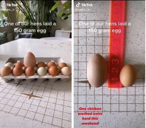 Đập trứng, chủ thớt câm nín thấy thứ rơi ra từ bên trong quả trứng gà siêu to khổng lồ-1