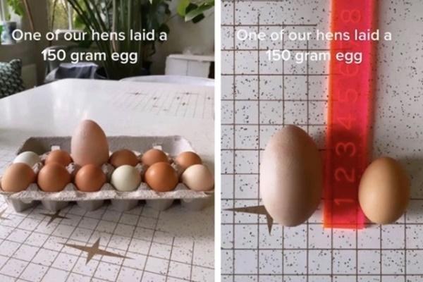 Trứng rán sốt cà chua-1