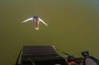 Nữ vận động viên nhảy từ khinh khí cầu xuống biển
