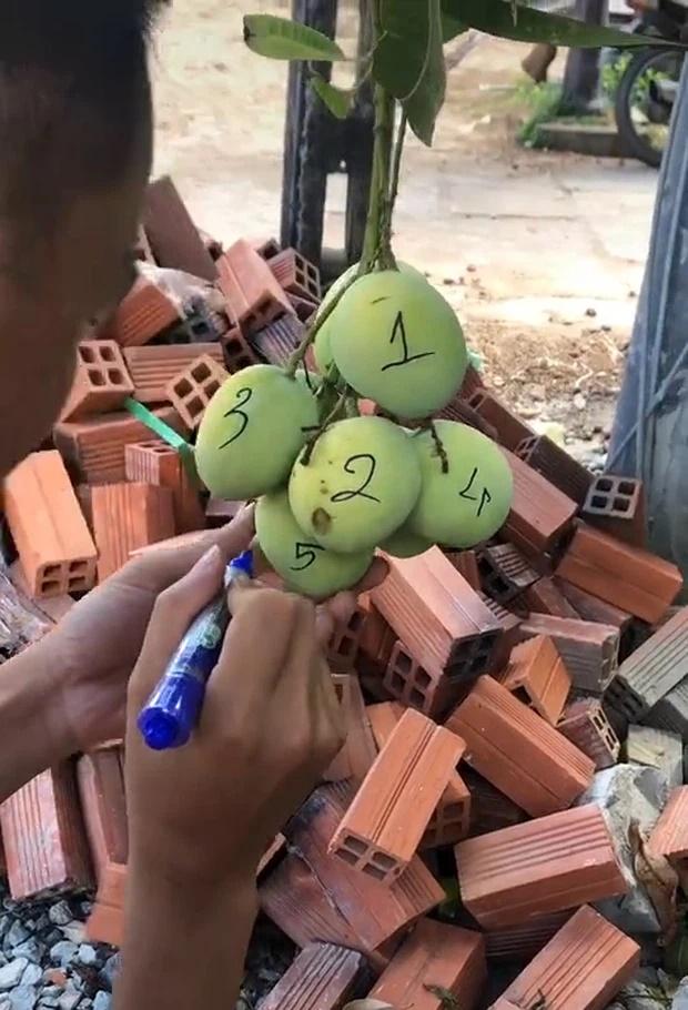 Dở khóc dở cười với chiêu chống nạn xoài tặc của gia chủ-1