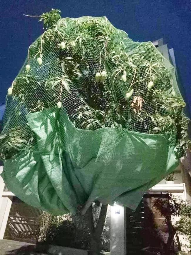 Dở khóc dở cười với chiêu chống nạn xoài tặc của gia chủ-2