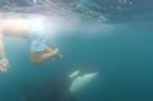 Du khách bơi cùng đàn cá voi sát thủ