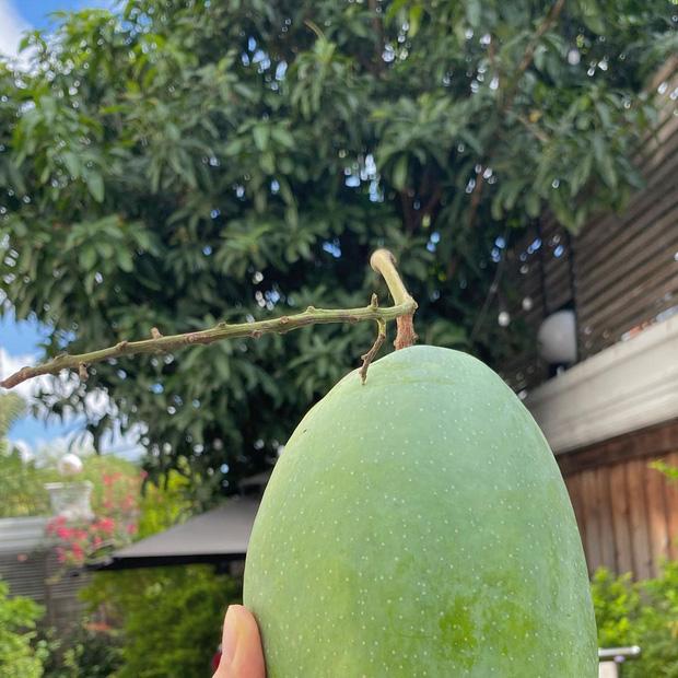 Dâu hào môn Hà Tăng cuối tuần làm nông dân, khoe trái xoài bự gần 1kg trong vườn biệt thự-2