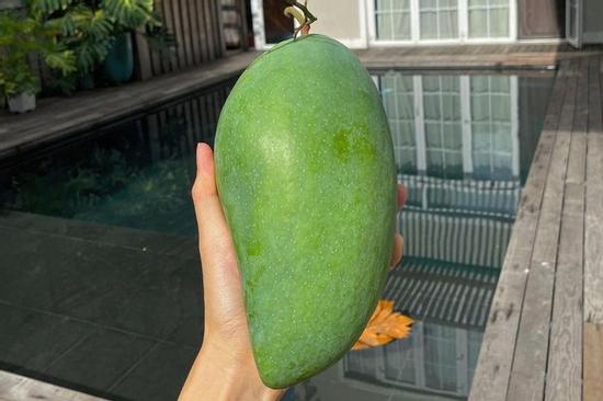 Dâu hào môn Hà Tăng cuối tuần làm 'nông dân', khoe trái xoài bự gần 1kg trong vườn biệt thự