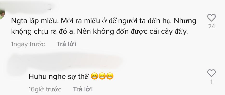 Xôn xao chuyện cái cây duy nhất hiện mọc lẻ loi ở giữa sân bay Phú Quốc-3