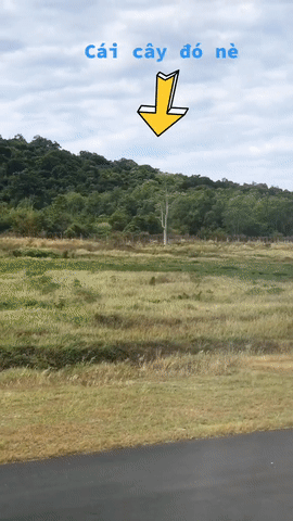 Xôn xao chuyện cái cây duy nhất hiện mọc lẻ loi ở giữa sân bay Phú Quốc-1