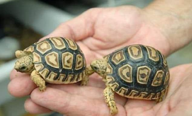 6 con vật là đệ tử của Thần Tài, nuôi trong nhà giúp hóa giải vận đen, rước thêm tài lộc-4