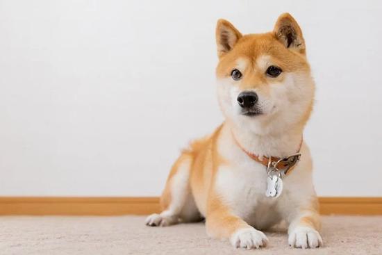 6 con vật là 'đệ tử của Thần Tài', nuôi trong nhà giúp hóa giải vận đen, rước thêm tài lộc