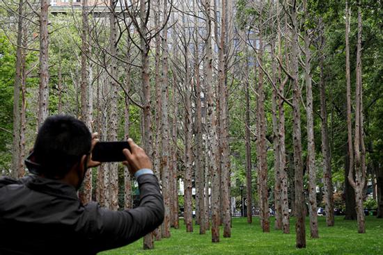 'Khu rừng ma' mọc giữa New York