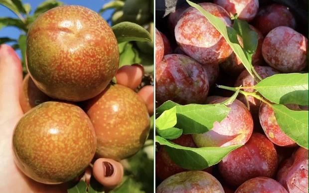 Tiết lộ nơi bán mận hậu chỉ 1k - 2k/kg, cô gái ra sức kêu gọi giúp đỡ người nông dân-1