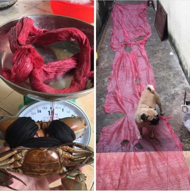 Đặt mua cua online, anh chàng khóc thét khi thấy phụ kiện còn nặng hơn cả cua-3