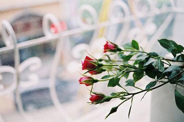 Tử vi thứ Tư ngày 19/5/2021 của 12 con giáp: Mùi dễ gặp rắc rối trong công việc-5