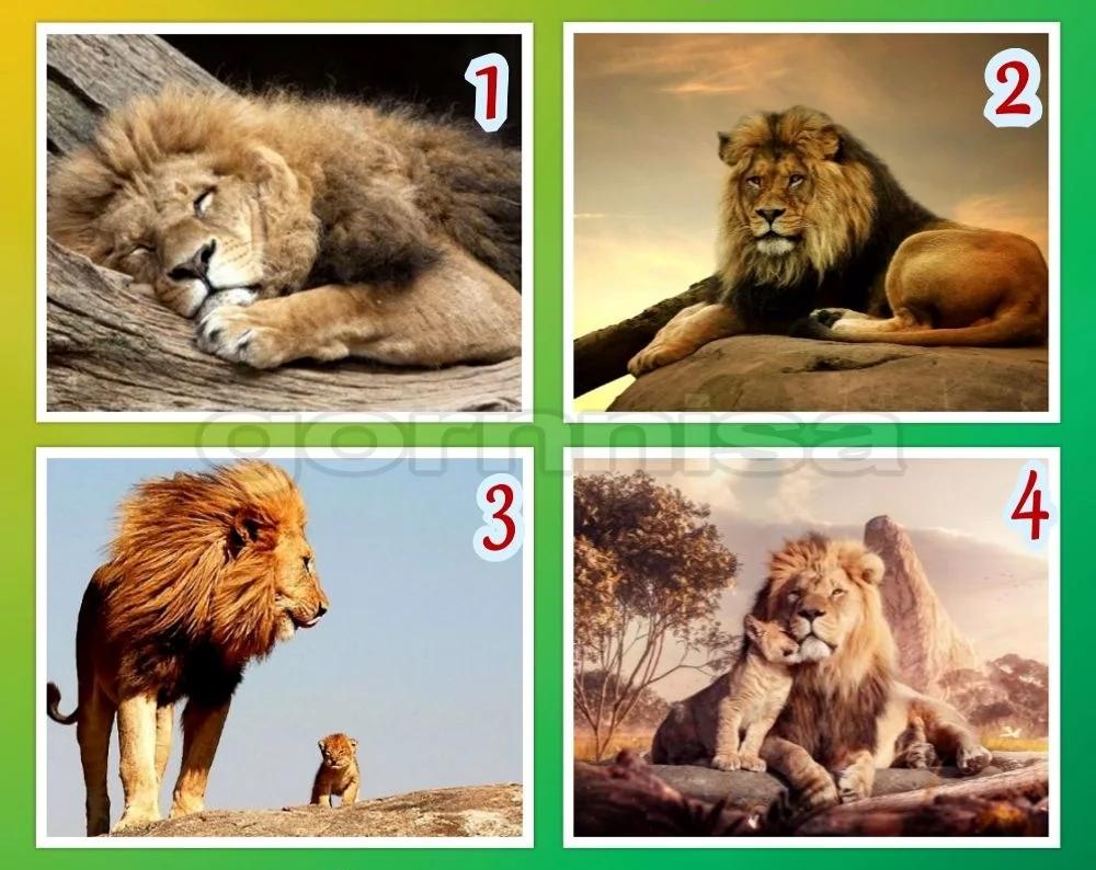 Con sư tử được lựa chọn tiết lộ sự tự tin của bạn ở mức nào?-1