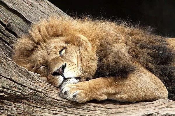 Con sư tử được lựa chọn tiết lộ sự tự tin của bạn ở mức nào?-2