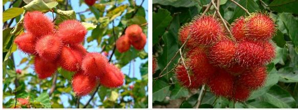 Khánh Vân nhăn nhó tới xanh mặt khi bị HHen Niê hại-2