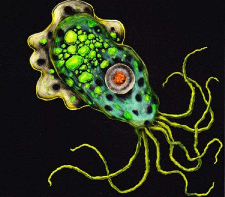 Giải mã căn bệnh nguy hiểm Amip ăn não người-1