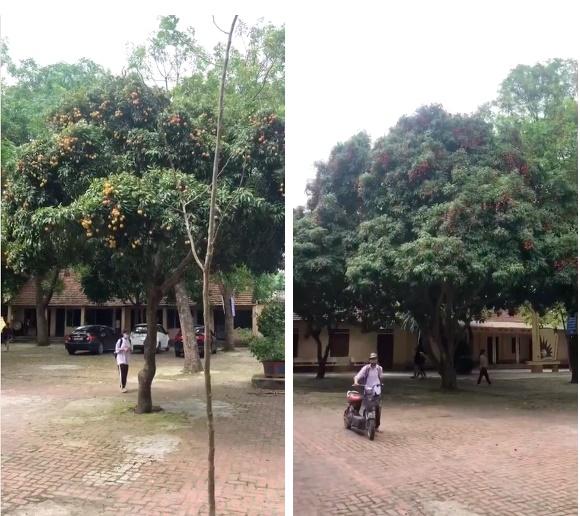 Ngôi trường sung sướng nhất Việt Nam vì có tới 2 cây cho quả trĩu cành trong sân-1