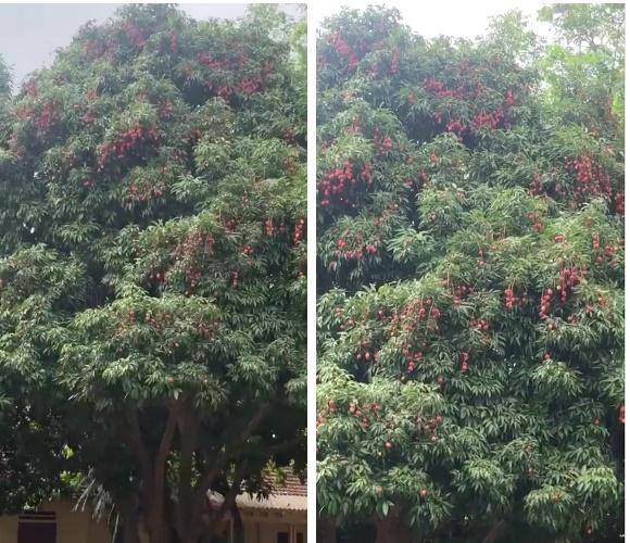 Ngôi trường sung sướng nhất Việt Nam vì có tới 2 cây cho quả trĩu cành trong sân-2
