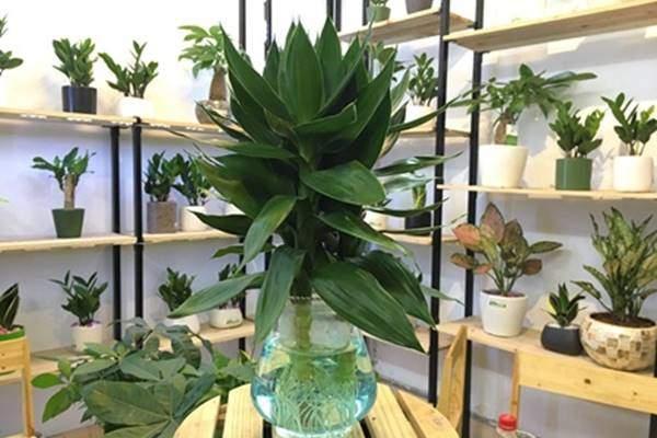 8 loại cây thủy sinh để bàn dễ sống, đặt đâu tài lộc ào ào về đó-2