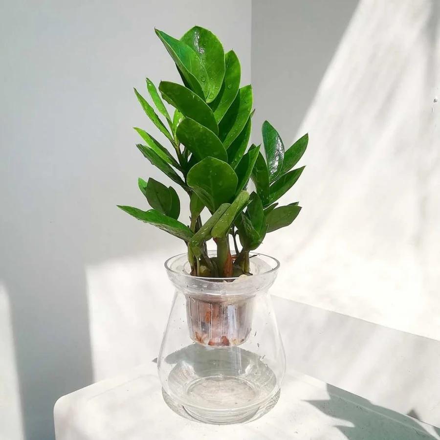 8 loại cây thủy sinh để bàn dễ sống, đặt đâu tài lộc ào ào về đó-3