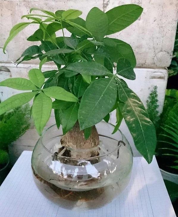 8 loại cây thủy sinh để bàn dễ sống, đặt đâu tài lộc ào ào về đó-4