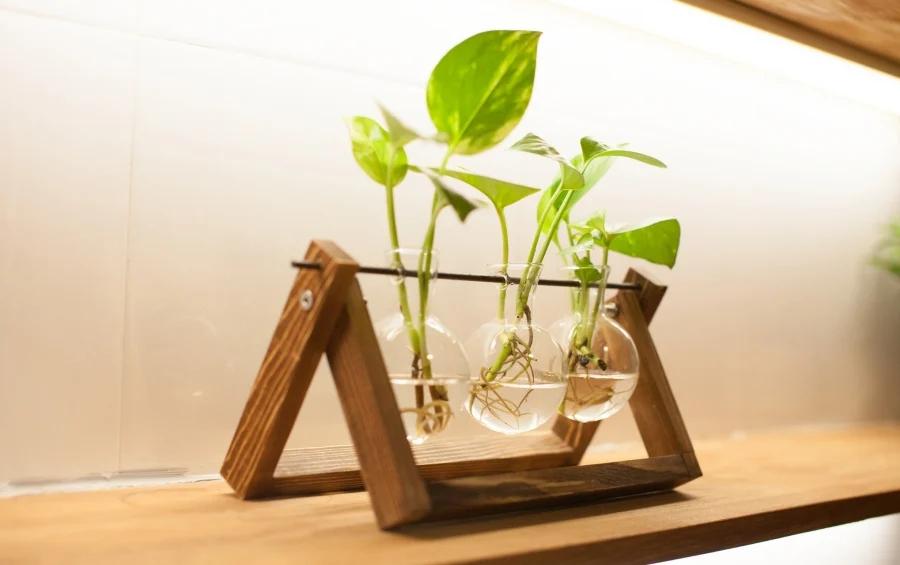 8 loại cây thủy sinh để bàn dễ sống, đặt đâu tài lộc ào ào về đó-6