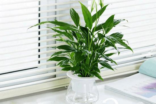 8 loại cây thủy sinh để bàn dễ sống, đặt đâu tài lộc ào ào về đó