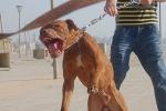 Chó Pitbull ở Long An bị người dân đập chết sau khi cắn tử vong 1 thanh niên-2