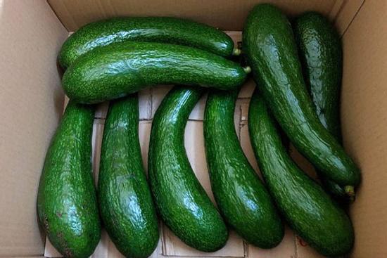 Bơ đã vào mùa và đây là bí quyết để chị em chọn mua quả nào cũng ngon