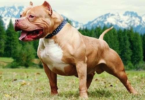 Chó Pitbull cắn chết người ở Long An: Phải làm gì khi Pitbull nổi cơn điên?-1