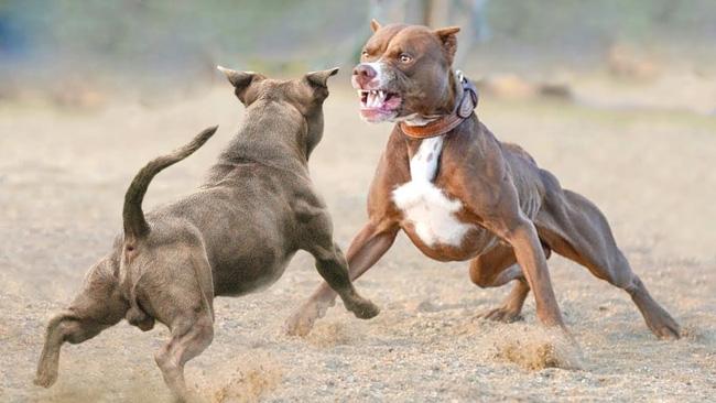 Chó Pitbull cắn chết người ở Long An: Phải làm gì khi Pitbull nổi cơn điên?-2