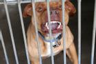 Chó Pitbull cắn chết người ở Long An: Phải làm gì khi Pitbull 'nổi cơn điên'?